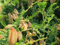 flowering plants of Astragalus membranaceus Fisch.Bge. with pendulous flowers and green leaves grow in sunny days