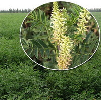growing plants of Glycyrrhiza uralensis Fisch and enlarged part with light yellowish flower spikes