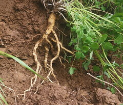fresh herb of Codonopsis pilosula Franch. Nannf is dig out from soil,with khaki root,rootlets,green stems and leaves