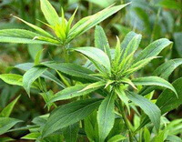 shrubs of Atractylodes macrocephala Koidz with green leaves grow in field