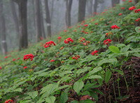 fruiting plants of Panax ginseng C.A.Mey.Garden Ginseng are growing in a field