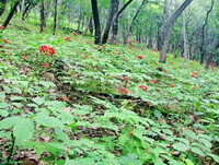 fruiting plants of Panax ginseng C.A.Mey.Transplant Wild Ginseng grow in wood field