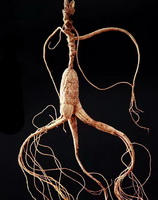 dried whole roots of Wild Mountain Ginseng