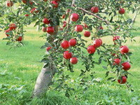 a fruiting tree of Ziziphus jujuba Mill.var.inermis Bunge Rehd with many red fruits grow in grass field