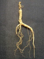 a dried herb root of Transplant Wild Ginseng