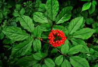 shrubs of wild mountain ginseng with dark green leaves and reddish fruit spike