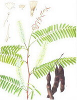a colorful drawing of Acacia catechu Willd.,green leaves,flower spike,brown pods