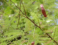 flowering plants of Acacia catechu Willd. grow in sunny field