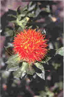 a plant of Carthamus tinctorius L. with orange-colored flower grow in field
