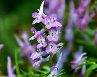 pink flowers of Corydalis yanhusuo W. T. Wang.
