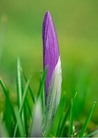 a plant of Crocus sativus L. with a purple flower bud  and green leaves grow in grass field