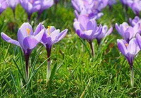 flowering plants of Crocus sativus L. with purple flowers grow in a sunny grass field