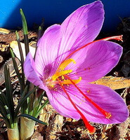 a big flower of Crocus sativus L. with three reddish stigma