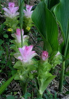 flowering plants of Curcuma wenyujin Y. H. Chen et C. Ling. with pink flowers grow in a field