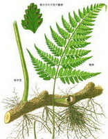 a colorful drawing of Drynaria fortunei Kunze J.Sm.,root,stem and green leaves