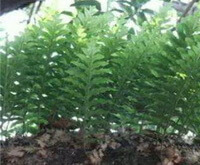 plants of Drynaria propinqua Wall.J.Smith. grow in woods