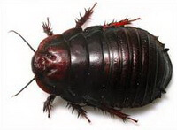 an insect of Eupolyphaga sinensis Walker.