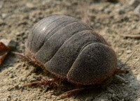 an insect of Eupolyphaga sinensis Walker crawls on field.