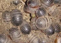 many insects of Eupolyphaga sinensis Walker crawls in soil.