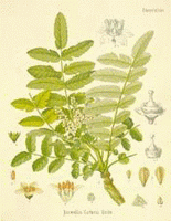 a colorful drawing of Boswellia Carterii,drawing of whole plant