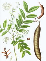 a colorful drawing of Gleditsia sinensis Lam.,drawing of plant parts,root,stem and leaves,pods and seeds,flowers