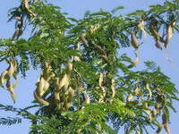 growing tree of Gleditsia sinensis Lam. with pods