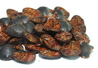 Ground Beetle