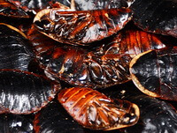 many dried herb insects of Ground Beetle Di Bie