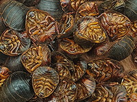 many dried insects of Ground Beetle Ji Di Bie