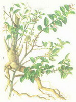 a colorful drawing of Ilex pubescens Hook.et Arn.,with yellow root and stems,green leaves