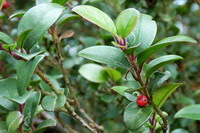 fruiting tree of Ilex pubescens Hook.et Arn. with red fruits