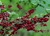 many red fruits of Ilex pubescens Hook.et Arn. are hanging on branch