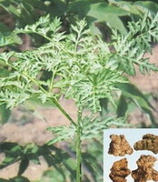 plant and herbs of Ligusticum chuanxiong Hort.