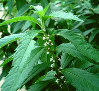 flowering plant of Lycopus lucidus Turcz with white flowers