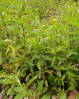 plants of Lycopus lucidus Turcz grow in a cluster