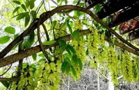 a flowering tree of Mucuna birdwoodiana Tutch.