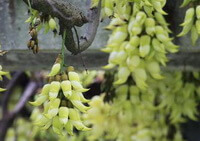 a flowering tree of Mucuna birdwoodiana Tutch. with many yellowish flowers