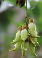 flower spikes of Mucuna birdwoodiana Tutch is hanging on a tree