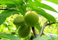 fruiting branch of Prunus davidiana Carr.Franch. with three green unmature fruits and many green leaves grow in sunny days