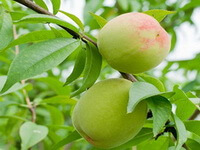 fruting branched of Prunus persicaL. Batsch. with two green unmature peach fruits