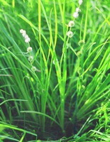 flowering plants of Sparganium simplex Huds with spikes grow in grass