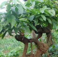 tree of Spatholobus suberectus Dunn grow in a field