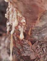 reddish bark and resins of Boswellia carterii Birdw.