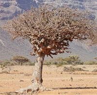 a tree of Commiphora myrrha Engl. grow in arid land