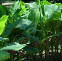 plants of Curcuma aerugionosa Roxb grow in field.