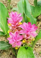 flowering plant of Curcuma kwangsiensis S.G.Lee et C.F.Liang.with three pink flowers grow in a field