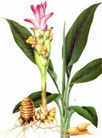 a colorful drawing of Curcuma longa L.,whole plant,rhizome,flower and leaves