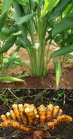 plant and rhizome of Curcuma longa L.