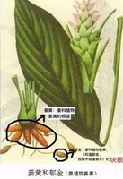 a colorful drawing of Curcuma wenyujin Y.H.Chen et C.Ling.,whole plant,root,stem and flowers,leaves
