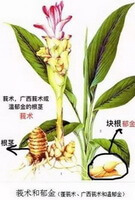 a colorful drawing of Curcuma wenyujin Y.H.Chen et C.Ling.,rhizome and root,stem and flower,stems and green leaves